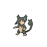 rattata
